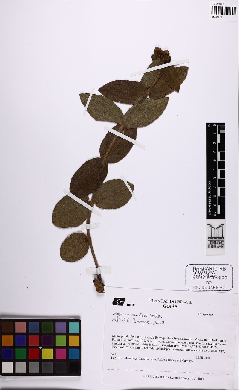 Ichthyothere mollis