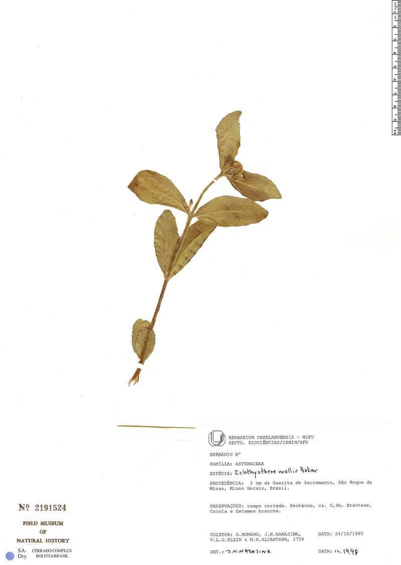 Ichthyothere mollis photo 2