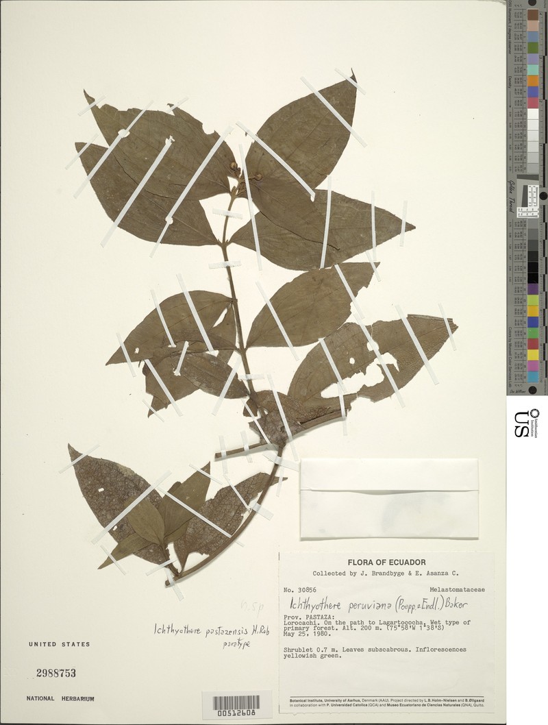 Ichthyothere pastazensis