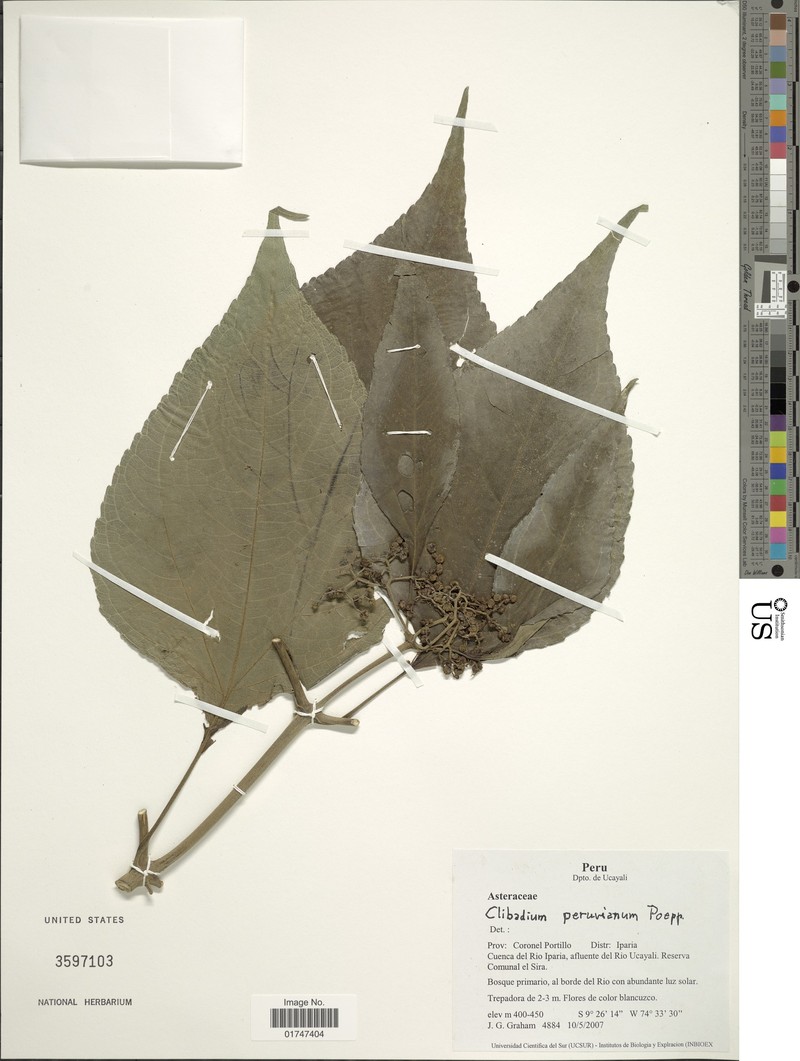 Ichthyothere peruviana