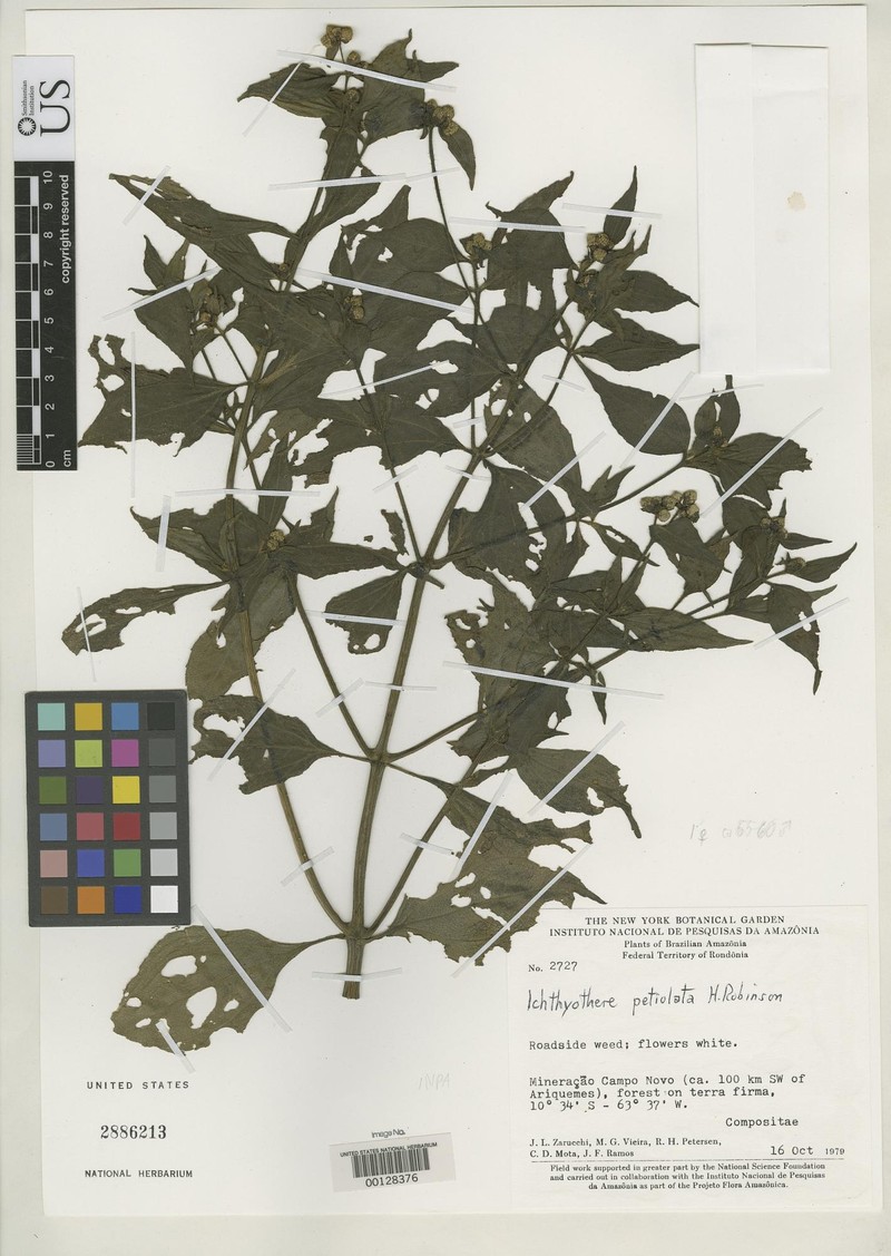Ichthyothere petiolata
