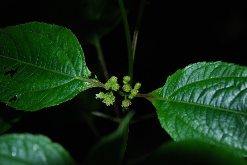 Ichthyothere scandens
