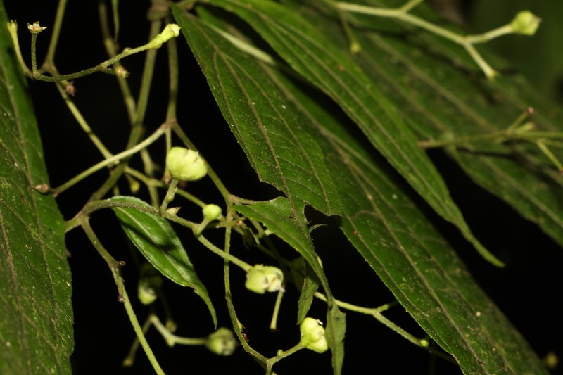 Ichthyothere scandens photo 2