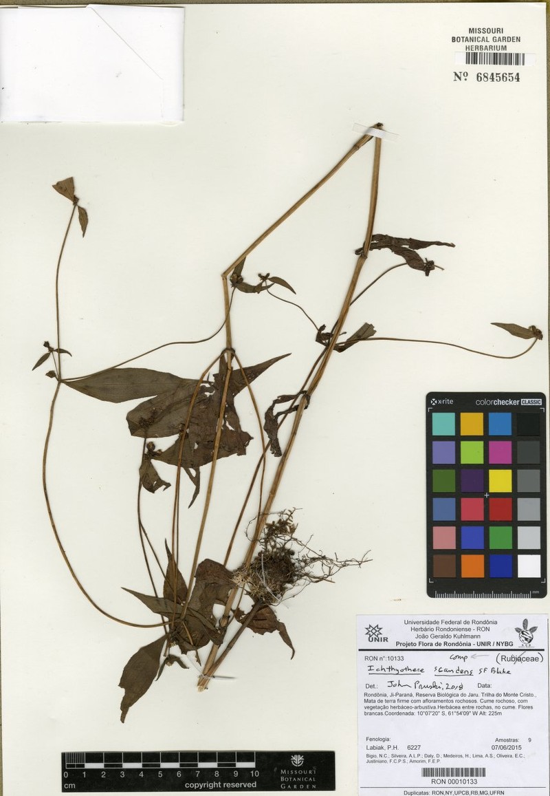 Ichthyothere scandens photo 3