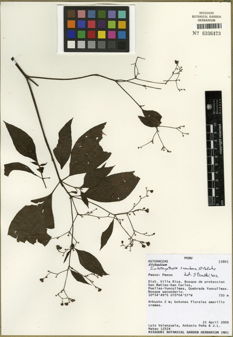 Ichthyothere scandens photo 4