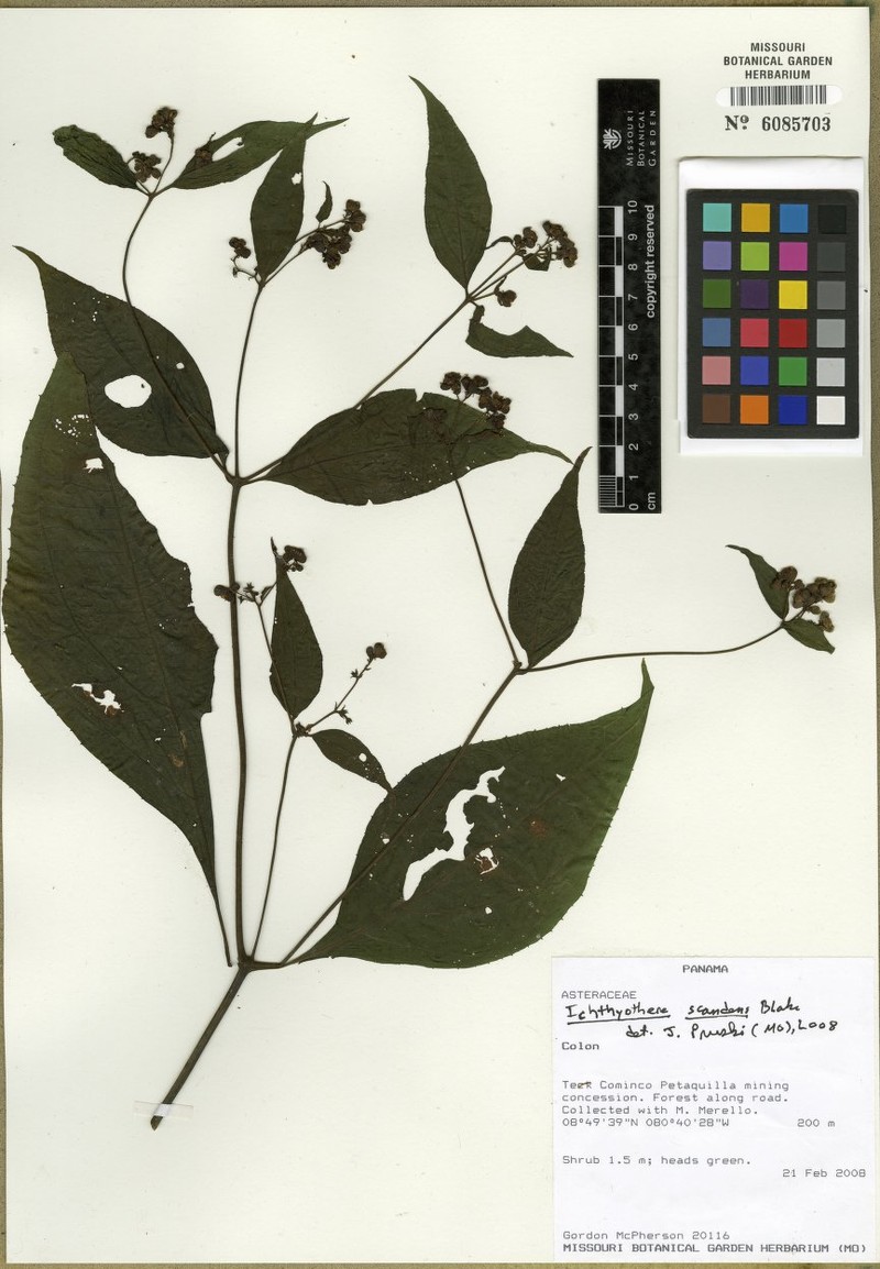 Ichthyothere scandens photo 5