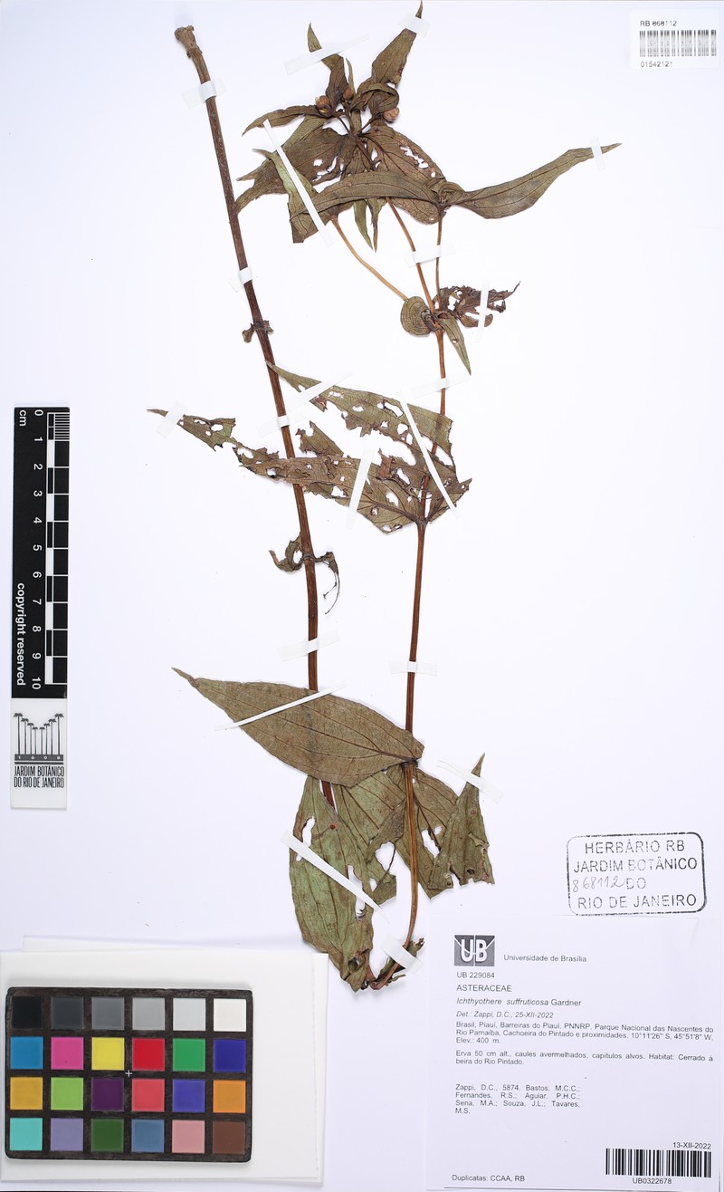 Ichthyothere suffruticosa
