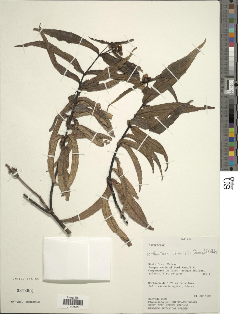 Ichthyothere suffruticosa photo 2