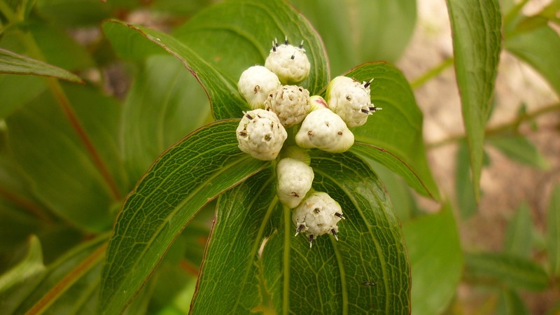 Ichthyothere terminalis