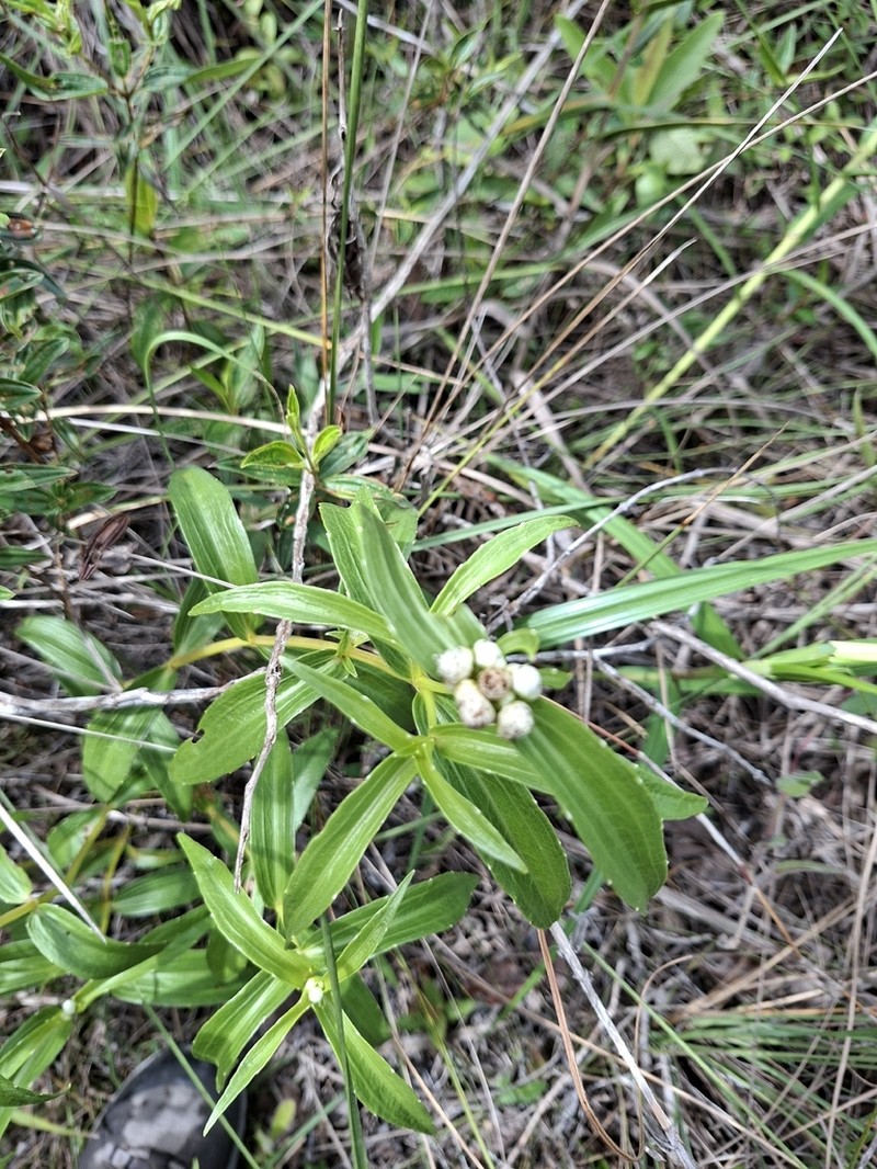 Ichthyothere terminalis photo 2