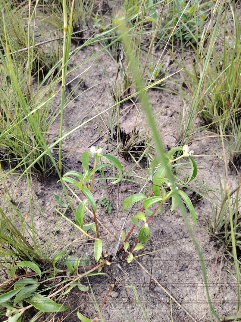 Ichthyothere terminalis photo 3