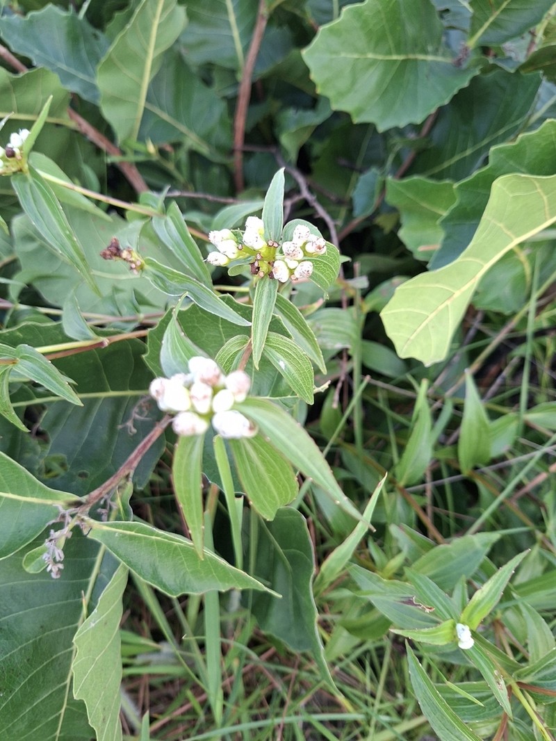 Ichthyothere terminalis photo 4