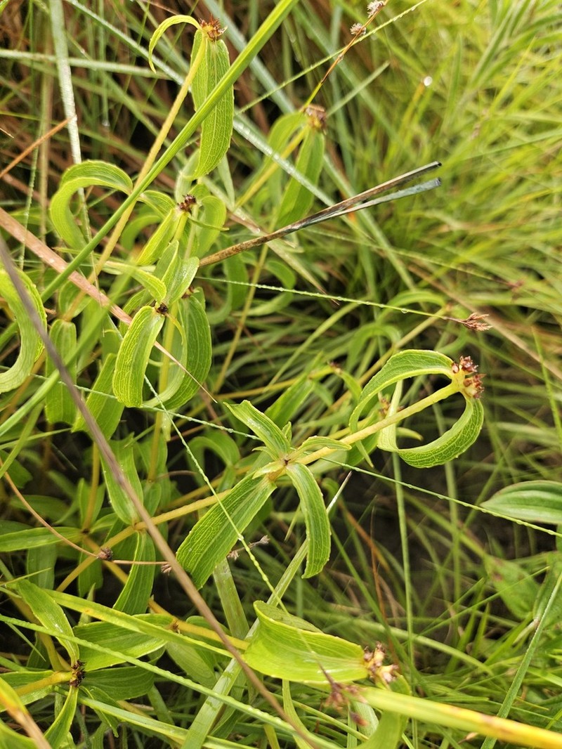 Ichthyothere terminalis photo 5