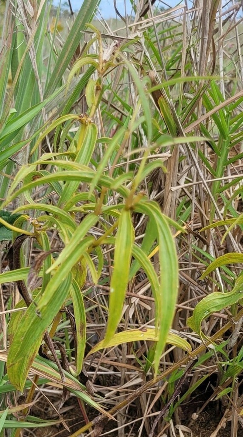 Ichthyothere terminalis photo 6
