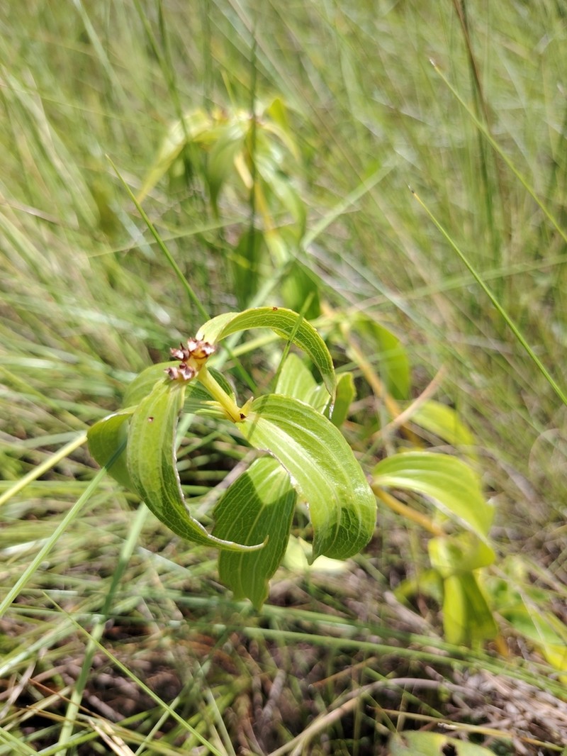 Ichthyothere terminalis photo 7