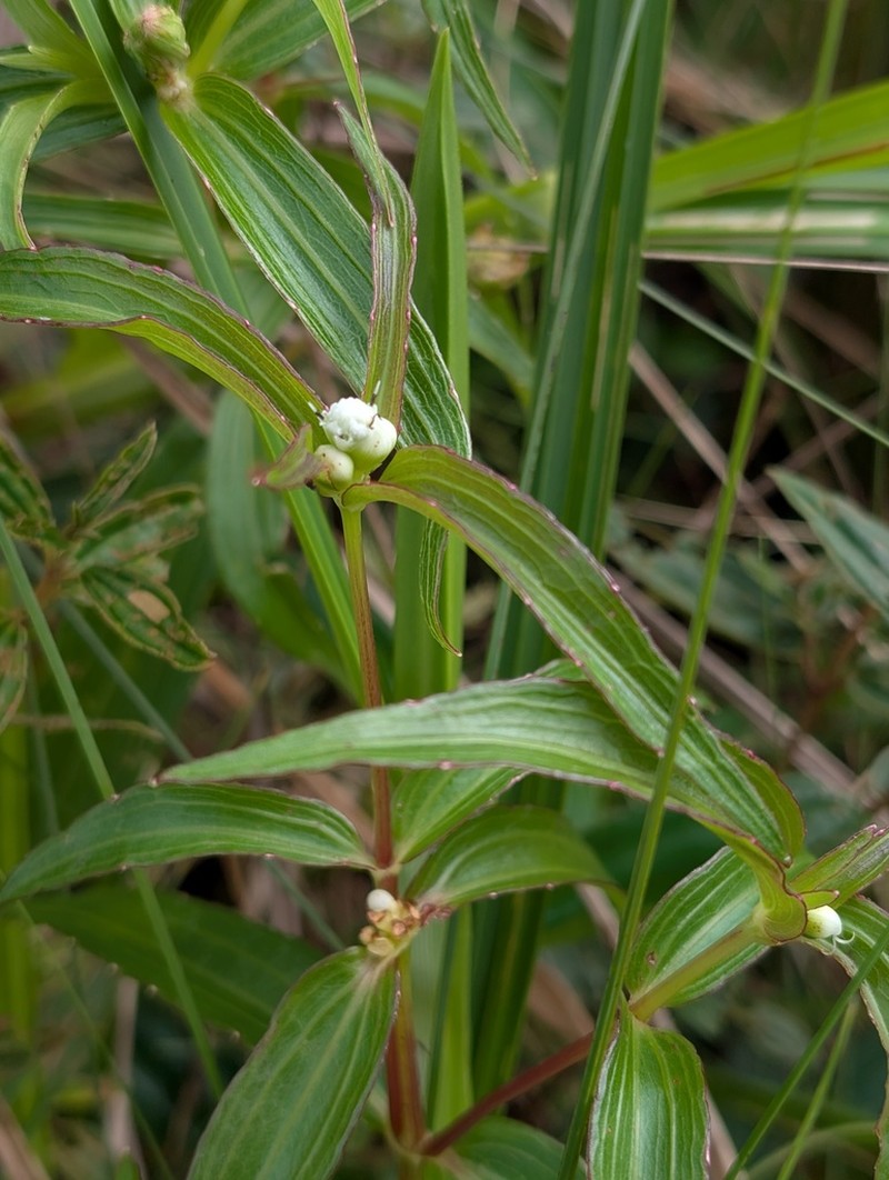 Ichthyothere terminalis photo 8