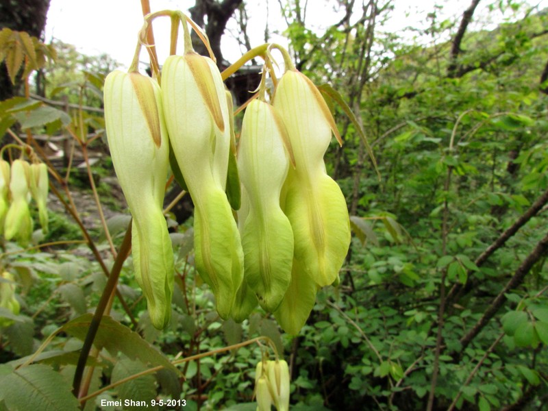 Ichtyoselmis macrantha subsp. macrantha