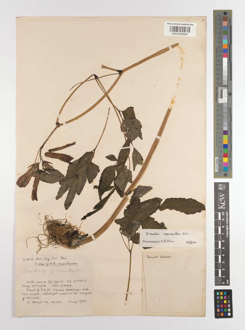 Ichtyoselmis macrantha subsp. macrantha photo 2