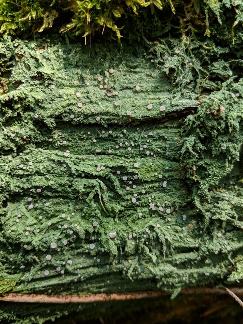 Peppermint Drop Lichen