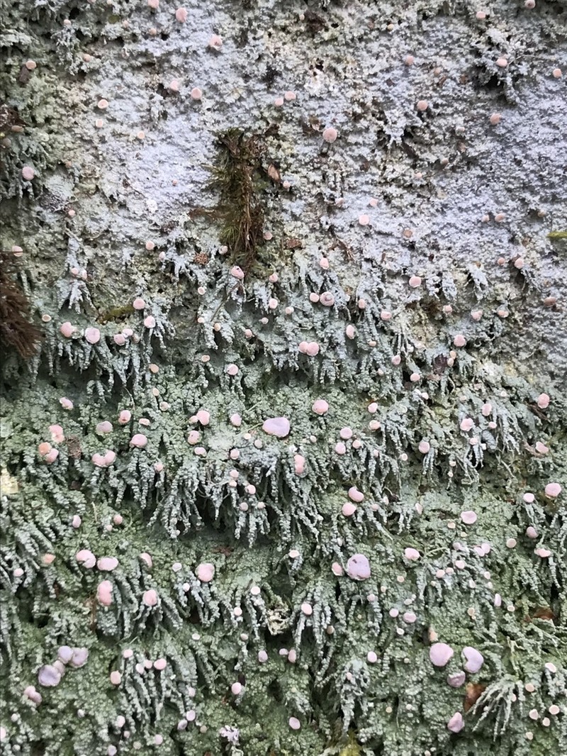 Peppermint Drop Lichen photo 2
