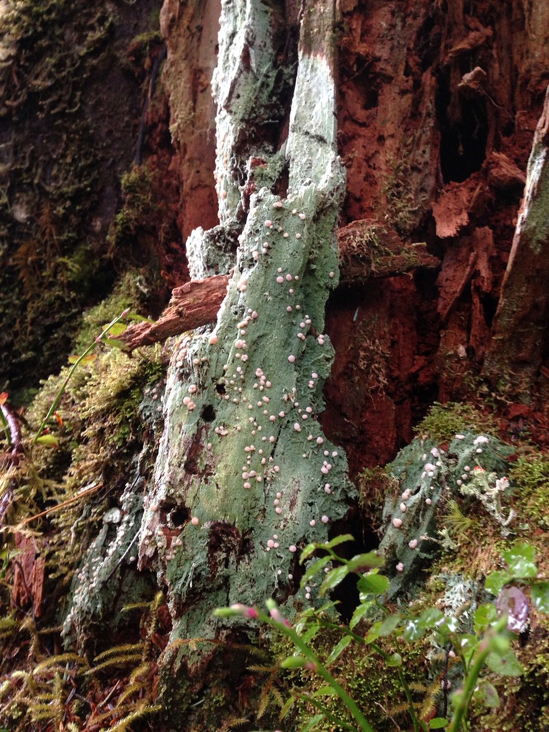 Peppermint Drop Lichen photo 3