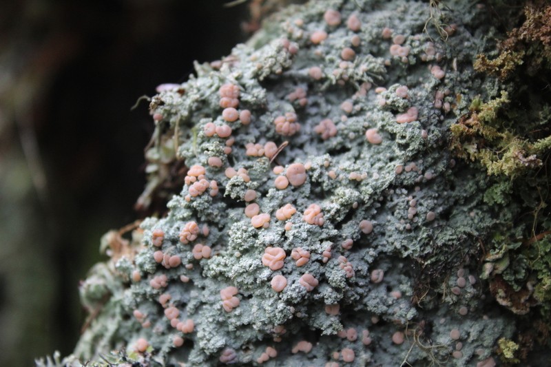 Peppermint Drop Lichen photo 4