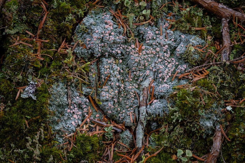 Peppermint Drop Lichen photo 5