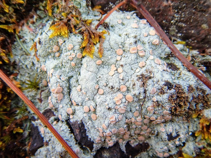 Peppermint Drop Lichen photo 6