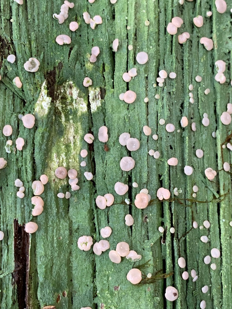 Peppermint Drop Lichen photo 7