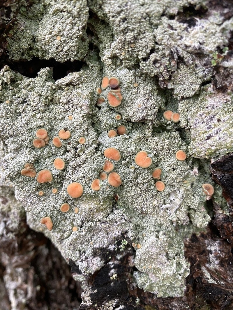 Peppermint Drop Lichen photo 8