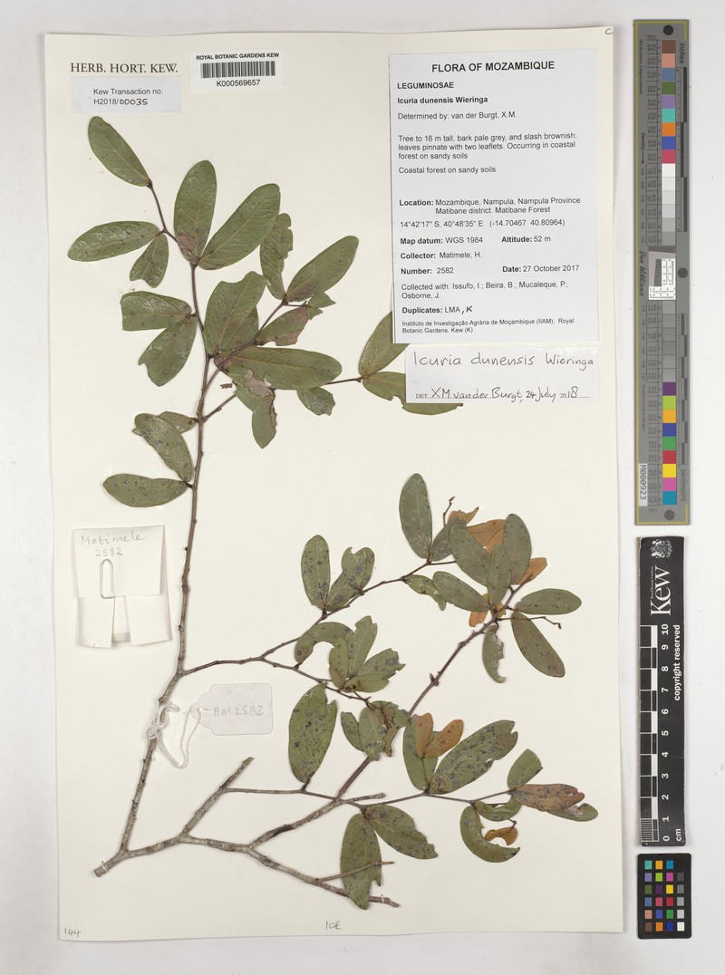 Icuria dunensis