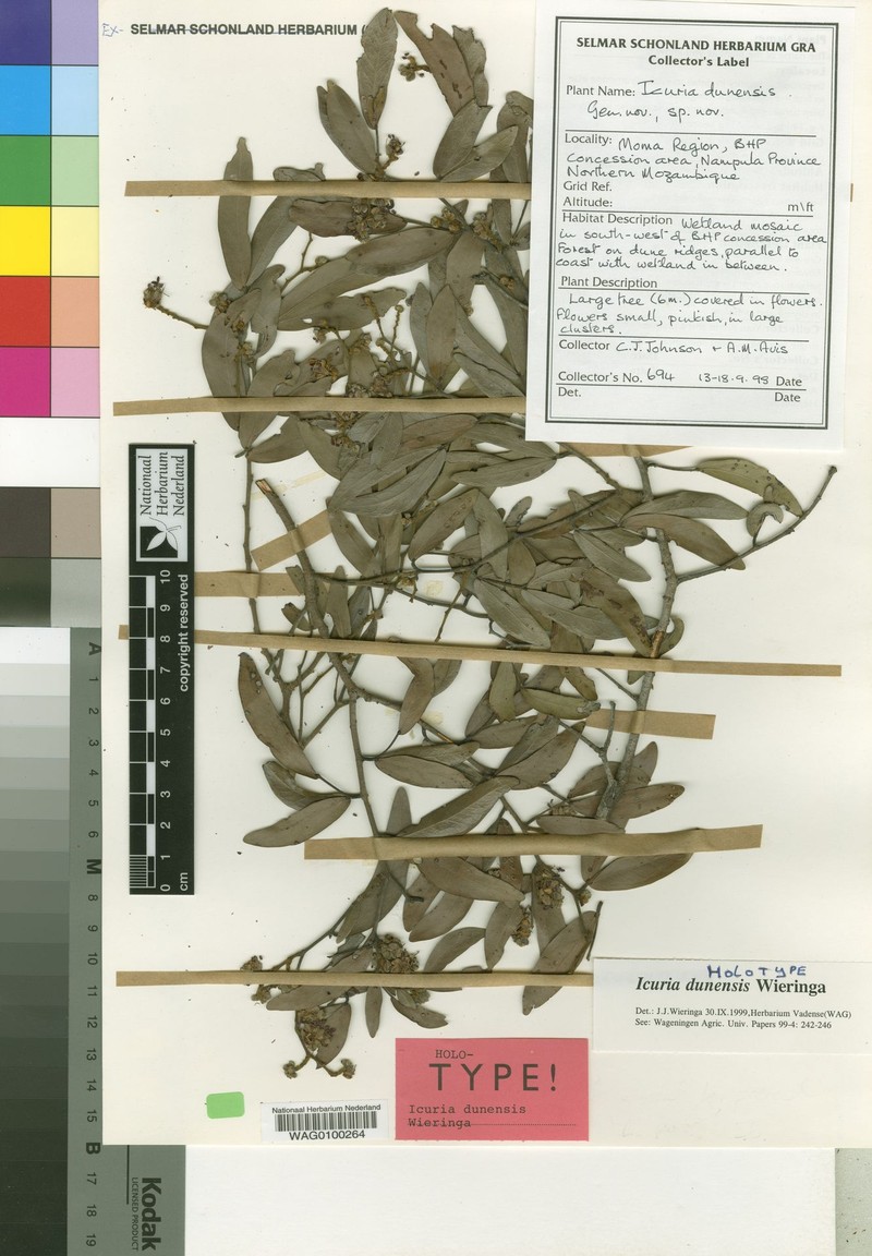 Icuria dunensis photo 2