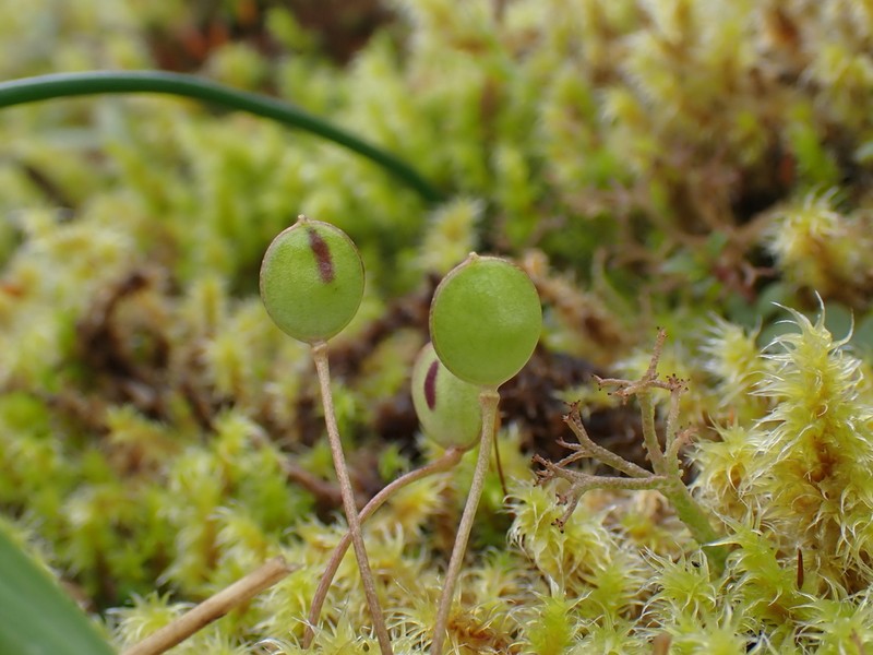 Oldstem Idahoa