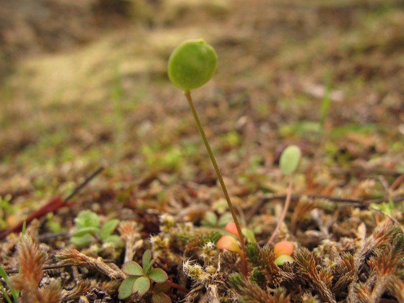 Oldstem Idahoa photo 2
