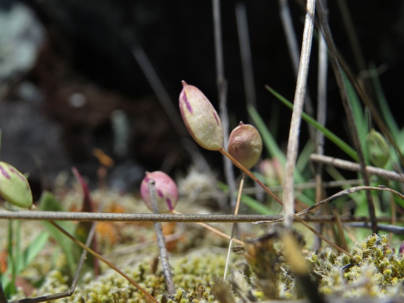 Oldstem Idahoa photo 3