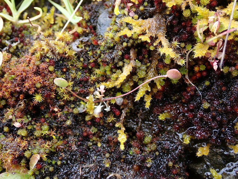 Oldstem Idahoa photo 4