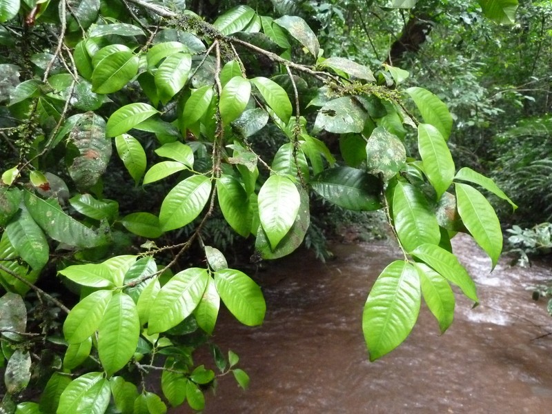 Idertia axillaris