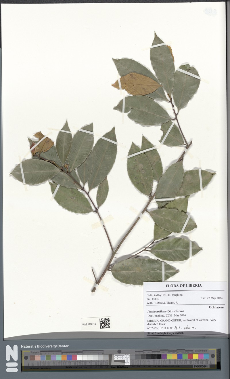 Idertia axillaris photo 2