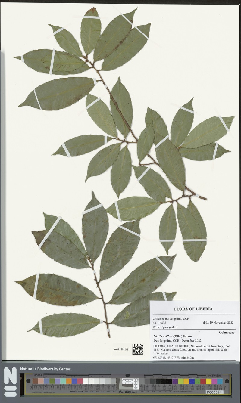 Idertia axillaris photo 3