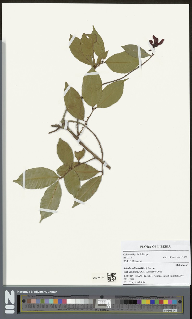 Idertia axillaris photo 4
