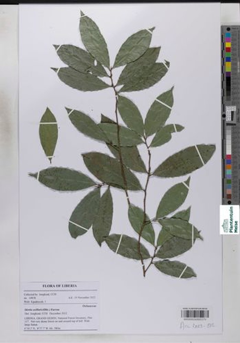 Idertia axillaris photo 5