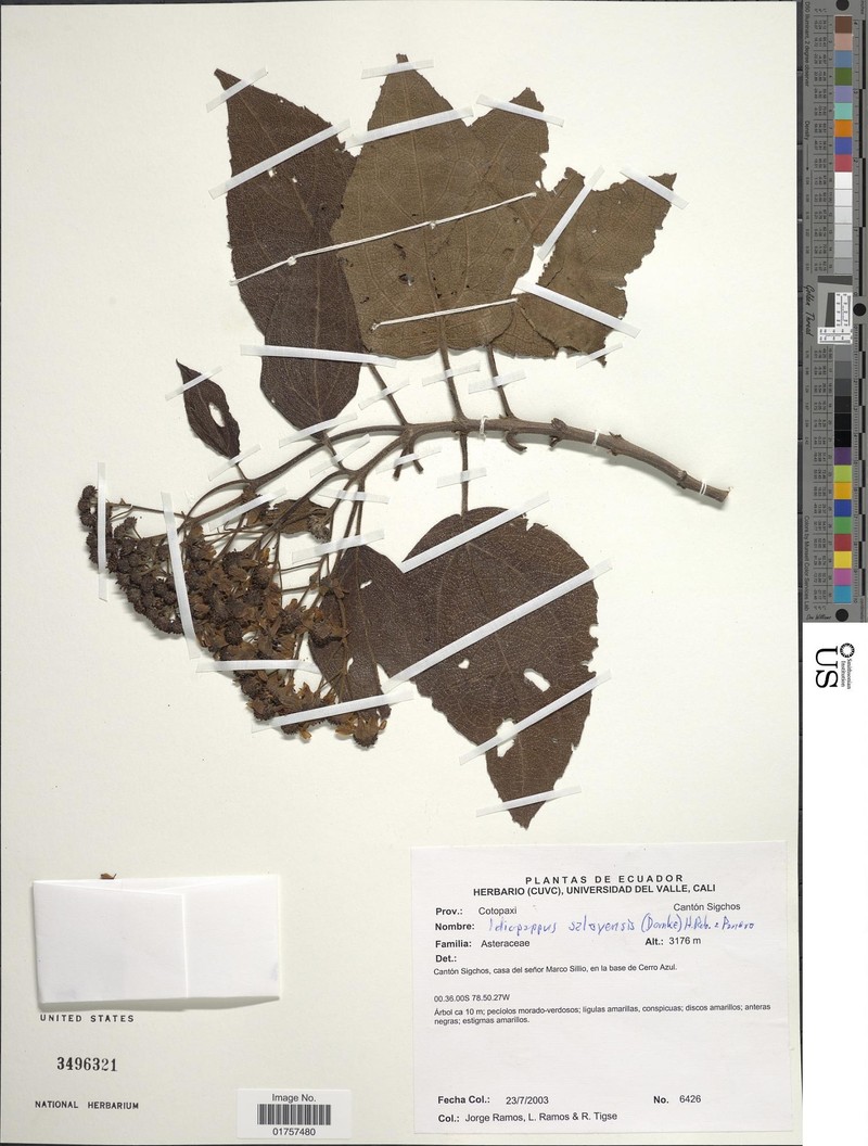 Idiopappus saloyensis