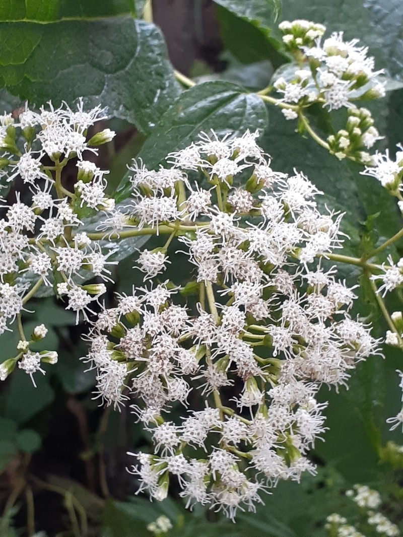 Idiothamnus lilloi