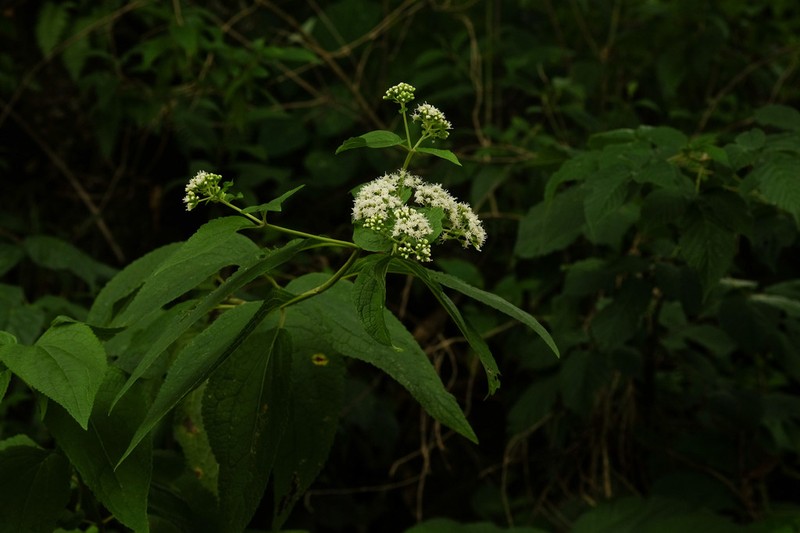 Idiothamnus lilloi photo 2