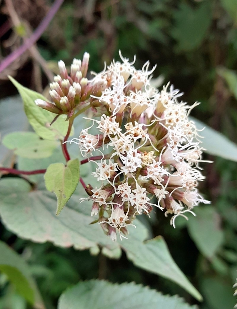 Idiothamnus lilloi photo 3