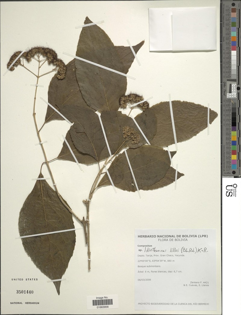 Idiothamnus lilloi photo 4