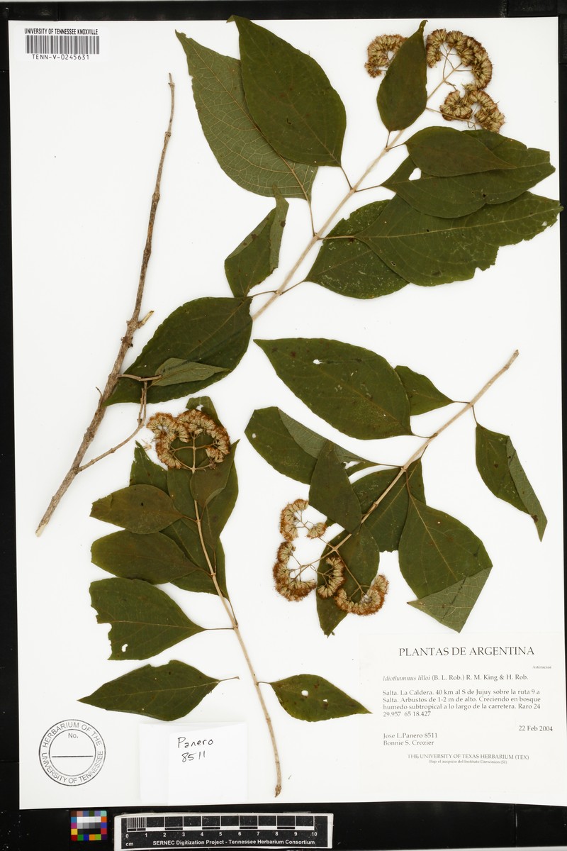 Idiothamnus lilloi photo 5