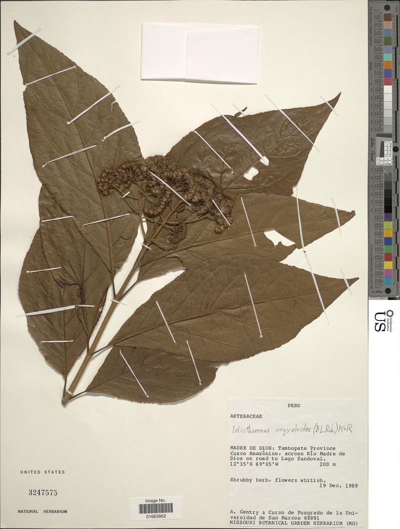 Idiothamnus orgyaloides