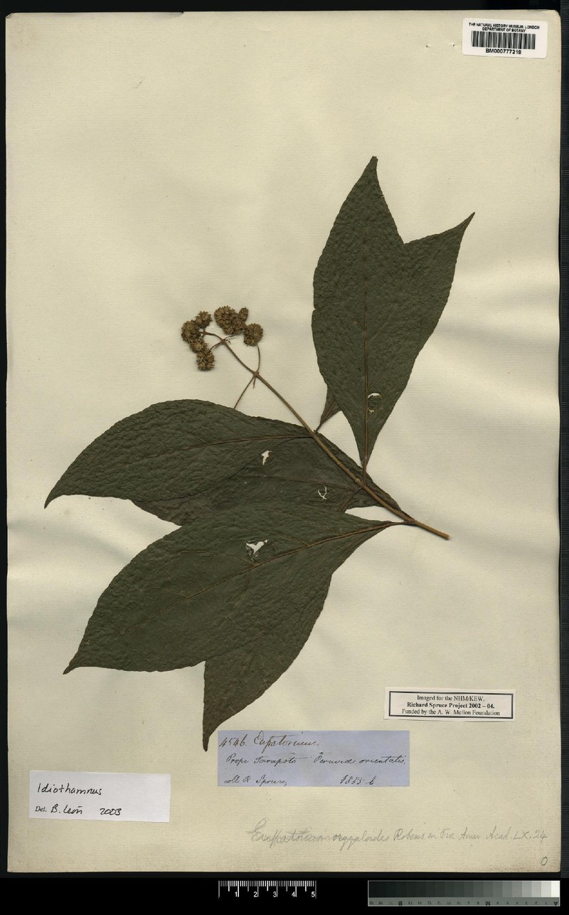 Idiothamnus orgyaloides photo 2