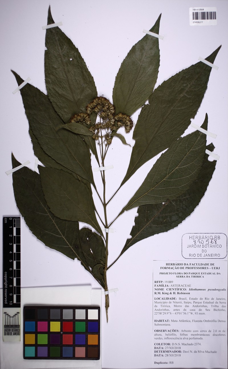 Idiothamnus pseudorgyalis